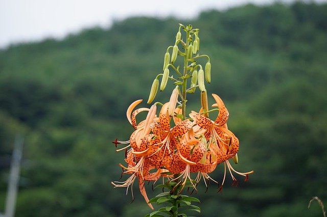 تنزيل Lilium Lancifolium Beautiful Plant مجانًا - صورة أو صورة مجانية ليتم تحريرها باستخدام محرر الصور عبر الإنترنت GIMP