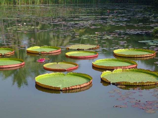 Lilly Leaf Water'ı ücretsiz indirin - GIMP çevrimiçi resim düzenleyiciyle düzenlenecek ücretsiz fotoğraf veya resim