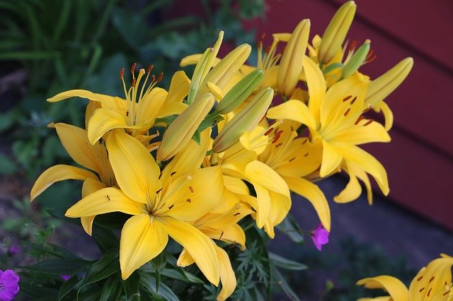 دانلود رایگان Lilly Yellow Flowers - عکس یا تصویر رایگان قابل ویرایش با ویرایشگر تصویر آنلاین GIMP
