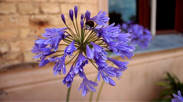 Free download Lily Agapanthus Purple Flower -  free photo or picture to be edited with GIMP online image editor