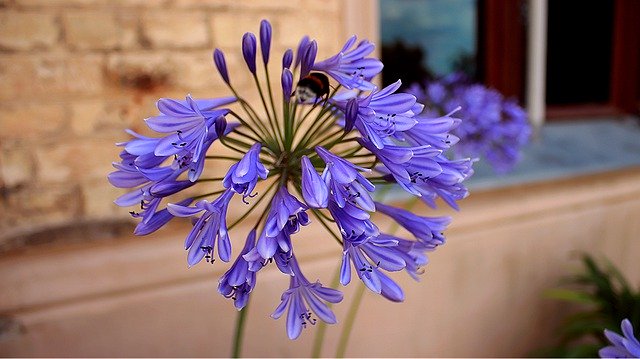 Kostenloser Download Lily Agapanthus Purple Flower - kostenloses Foto oder Bild zur Bearbeitung mit GIMP Online-Bildbearbeitung