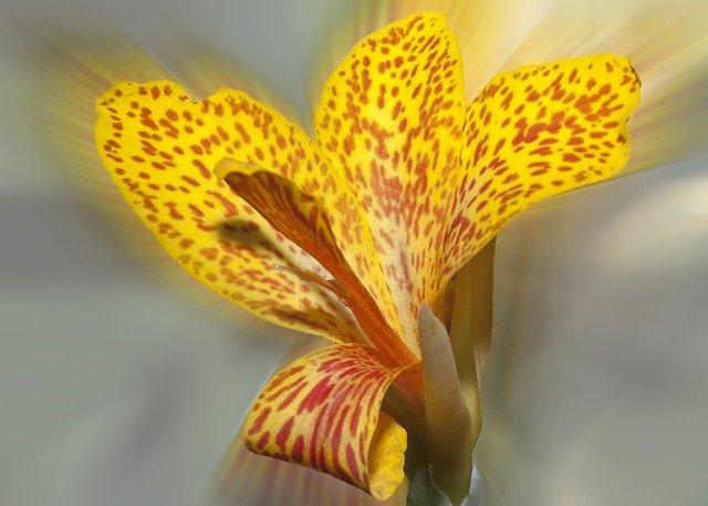 Free picture Lily Blossom Bloom -  to be edited by GIMP free image editor by OffiDocs