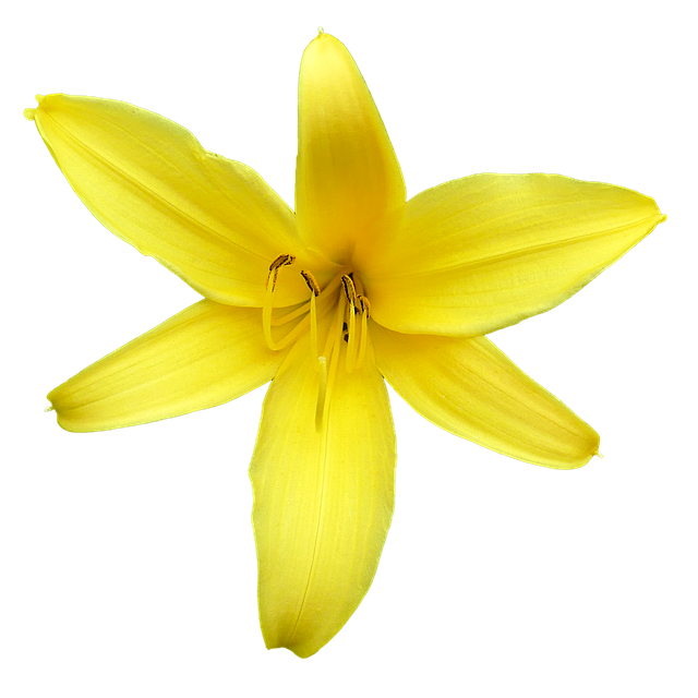 Descarga gratuita Lily Blossom Flower - ilustración gratuita para ser editada con GIMP editor de imágenes en línea gratuito