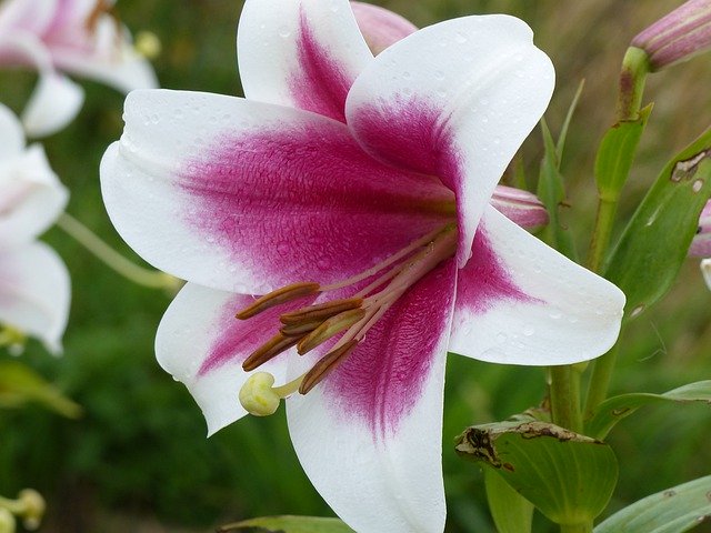 Gratis download Lily Colors Garden - gratis foto of afbeelding om te bewerken met GIMP online afbeeldingseditor