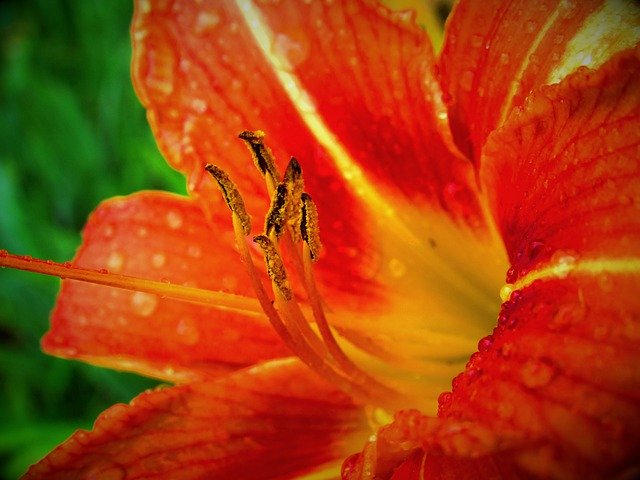 Free download Lily Day Daylily -  free photo or picture to be edited with GIMP online image editor