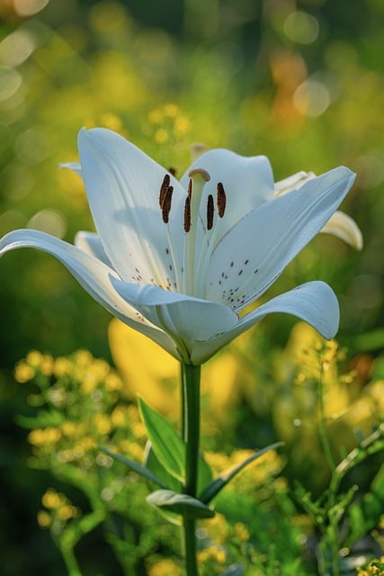 Free download lily flower blossom bloom white free picture to be edited with GIMP free online image editor