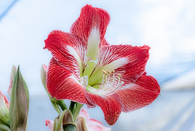 Free download lily flower daylily pistils petals free picture to be edited with GIMP free online image editor