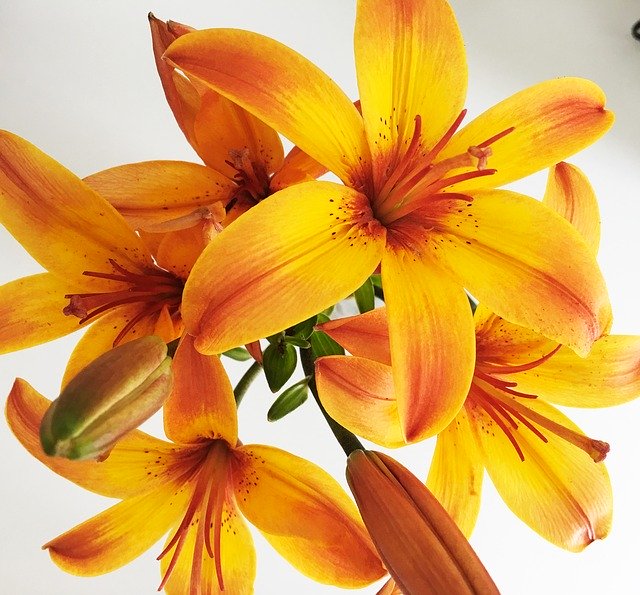 Descarga gratuita Lily Flower Orange - foto o imagen gratuita para editar con el editor de imágenes en línea GIMP