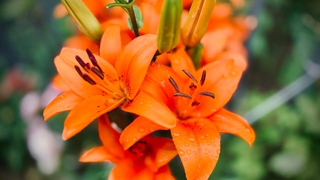 Free download lily flower orange bloom petal free picture to be edited with GIMP free online image editor