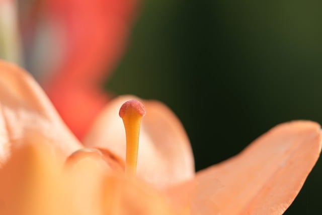 Free download lily flower pistil petals blossom free picture to be edited with GIMP free online image editor