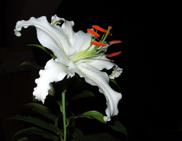 Free download Lily Flower Plant -  free photo or picture to be edited with GIMP online image editor