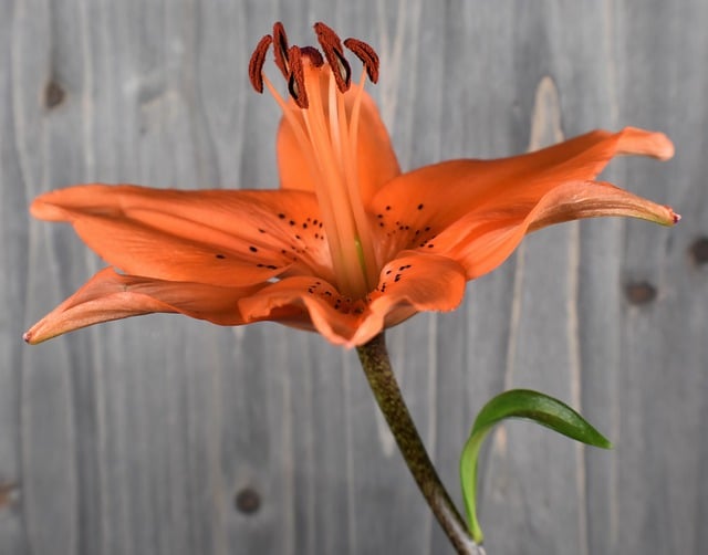 Free download lily flower plant orange flower free picture to be edited with GIMP free online image editor