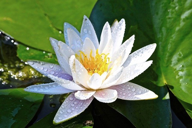 Gratis download Lily Flower Pond - gratis foto of afbeelding om te bewerken met GIMP online afbeeldingseditor