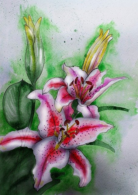Free download Lily Flowers Beauty -  free illustration to be edited with GIMP online image editor