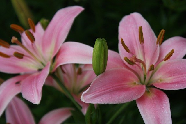 Free download Lily Flowers Bloom -  free photo or picture to be edited with GIMP online image editor