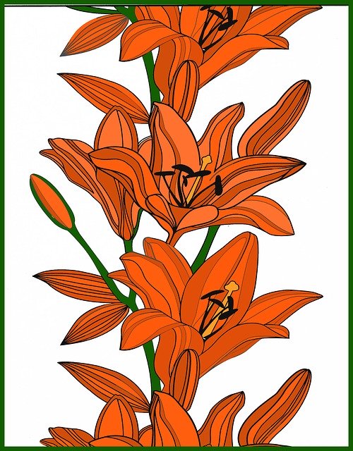 Free download Lily Flowers Orange -  free illustration to be edited with GIMP free online image editor