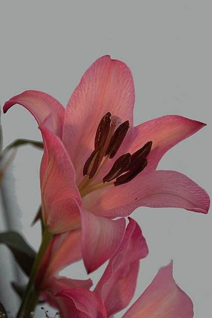 Free download Lily Flowers Pink -  free photo or picture to be edited with GIMP online image editor