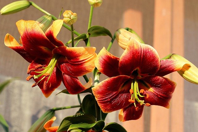 Kostenloser Download Lily Flowers Pistil - kostenloses Foto oder Bild zur Bearbeitung mit GIMP Online-Bildbearbeitung