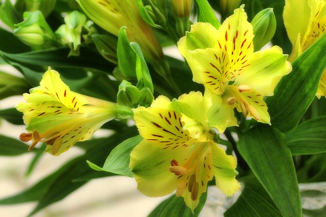 Free download Lily Flowers Plant -  free photo or picture to be edited with GIMP online image editor