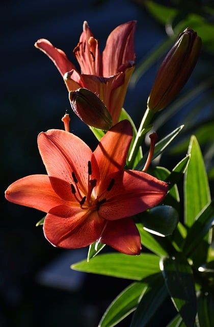 Free download lily flowers plants petals leaves free picture to be edited with GIMP free online image editor
