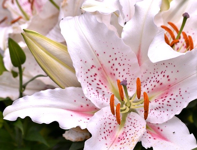 Free download Lily Flower Stamens -  free photo or picture to be edited with GIMP online image editor