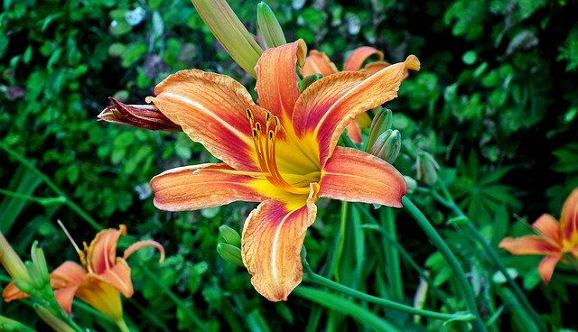 Descarga gratuita Lily Flower Summer: foto o imagen gratuita para editar con el editor de imágenes en línea GIMP