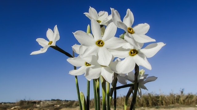 Free download Lily Flower White -  free illustration to be edited with GIMP free online image editor