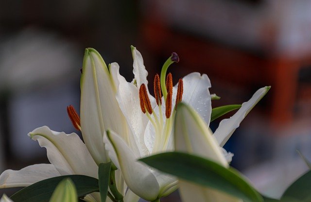 Free download lily flower white lily petals free picture to be edited with GIMP free online image editor