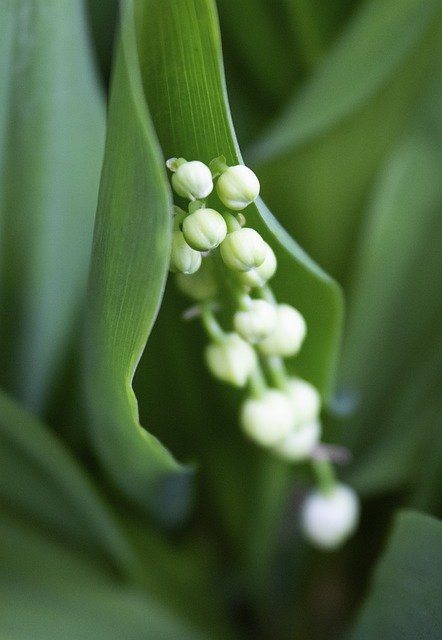 Bezpłatne pobieranie Lily Garden Flower - bezpłatne zdjęcie lub obraz do edycji za pomocą internetowego edytora obrazów GIMP