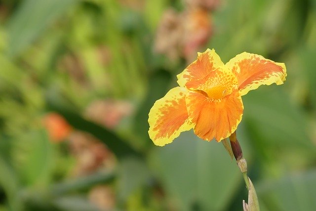 Безкоштовно завантажте Lily India Flower - безкоштовну фотографію чи зображення для редагування за допомогою онлайн-редактора зображень GIMP