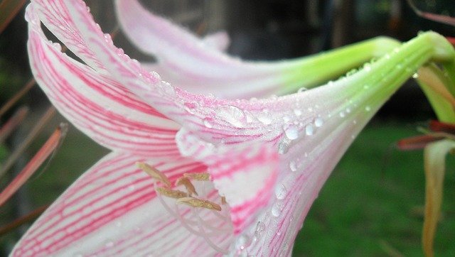 دانلود رایگان Lily Just Add Water Flower - عکس یا تصویر رایگان قابل ویرایش با ویرایشگر تصویر آنلاین GIMP