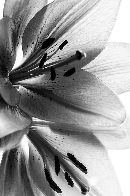 Sjabloonfoto Lily Lelies Bloom - voor OffiDocs