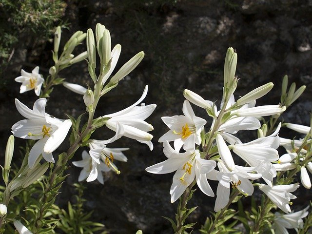 Kostenloser Download Lily Lilies Flowers - kostenloses kostenloses Foto oder Bild zur Bearbeitung mit GIMP Online-Bildbearbeitung