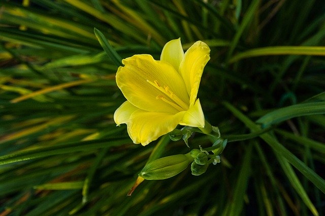 Безкоштовно завантажте Lily Żólta Flower – безкоштовну фотографію чи зображення для редагування за допомогою онлайн-редактора зображень GIMP