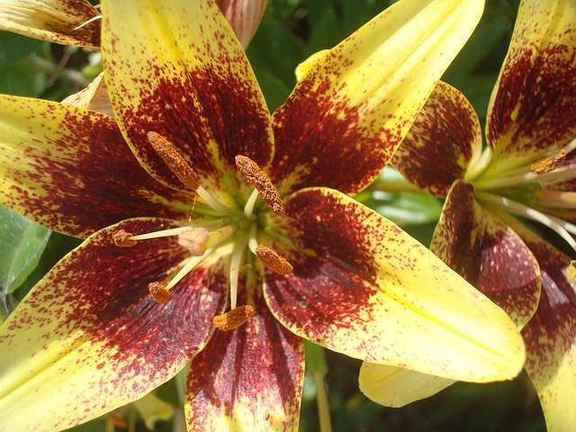 ດາວໂຫລດຟຣີ Lily Money Flower - ຮູບພາບຫຼືຮູບພາບທີ່ບໍ່ເສຍຄ່າເພື່ອແກ້ໄຂດ້ວຍບັນນາທິການຮູບພາບອອນໄລນ໌ GIMP