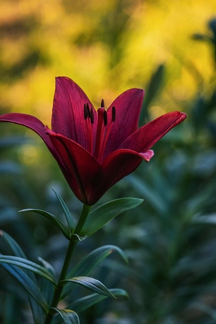 Free download lily nature flower blossom bloom free picture to be edited with GIMP free online image editor