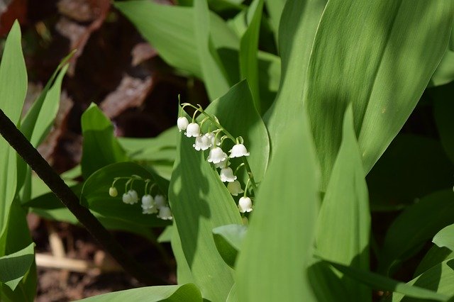 Gratis download Lily Of The Valley Flower Spring gratis fotosjabloon om te bewerken met GIMP online afbeeldingseditor