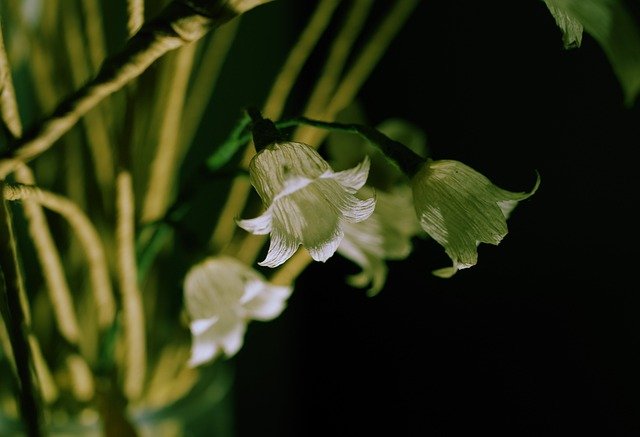 Baixe grátis a imagem gratuita de flores de papel de lírio do vale para ser editada com o editor de imagens on-line gratuito GIMP