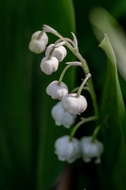 Free download lily of the valley plant spring free picture to be edited with GIMP free online image editor