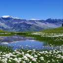 Lily of the valley wallpaper  screen for extension Chrome web store in OffiDocs Chromium