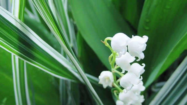 Free download Lily Of The Valley White Flower -  free photo or picture to be edited with GIMP online image editor