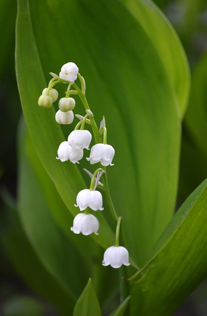 Free download Lily Of The Valley White Flowers -  free photo or picture to be edited with GIMP online image editor