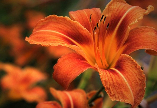 Free graphic lily orange daylily blossomed to be edited by GIMP free image editor by OffiDocs