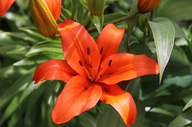 Descărcare gratuită Lily Orange Flowers Plants - fotografie sau imagini gratuite pentru a fi editate cu editorul de imagini online GIMP