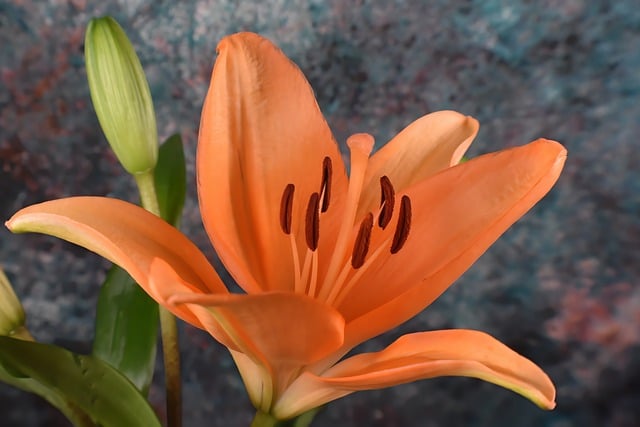 Free download lily orange lily orange flower free picture to be edited with GIMP free online image editor