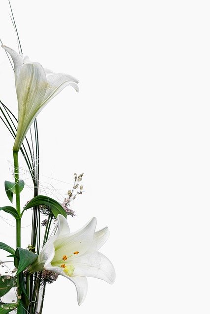 Gratis download Lily Orchid White - gratis foto of afbeelding om te bewerken met GIMP online afbeeldingseditor