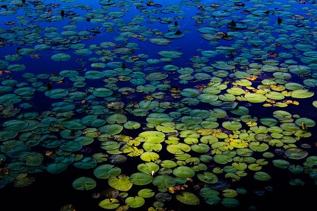 Free download Lily Pad Green Blue -  free photo or picture to be edited with GIMP online image editor