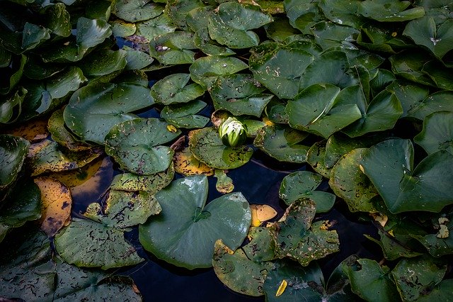 Unduh gratis Lily Pad Pond L - foto atau gambar gratis untuk diedit dengan editor gambar online GIMP