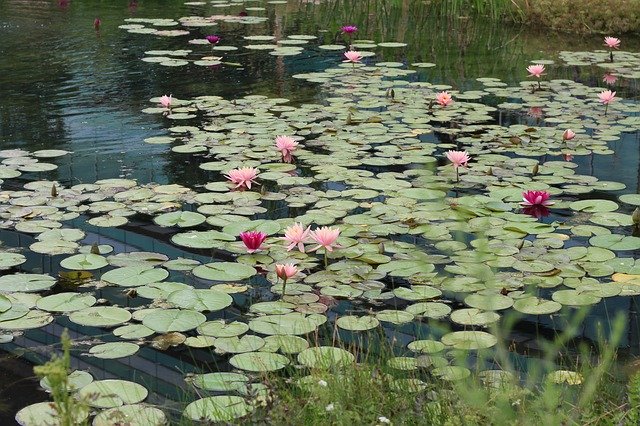 Download grátis de Lily Pad Pond Lotus - foto ou imagem grátis para ser editada com o editor de imagens online GIMP