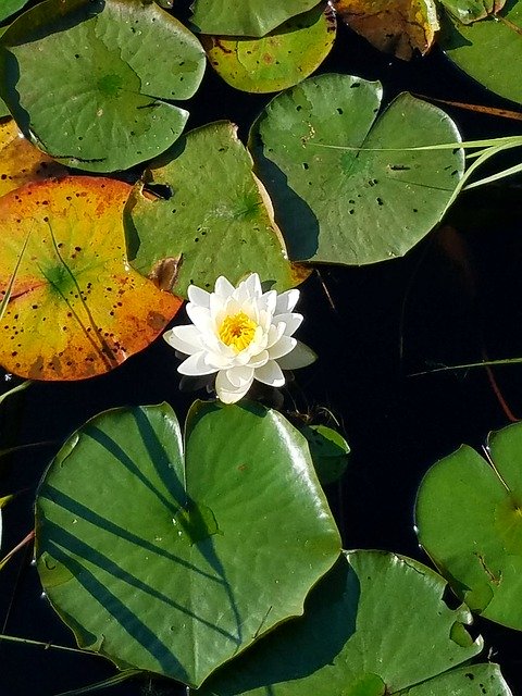 Free download Lily Pad Water Pond -  free photo or picture to be edited with GIMP online image editor